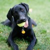 Pet Friendly Apartment in Las Vegas Pet Friendly apartments in Las Vegas