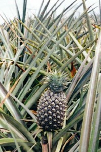 apts las vegas: pineapple