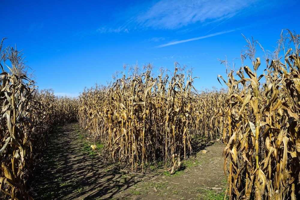 dried corn plant