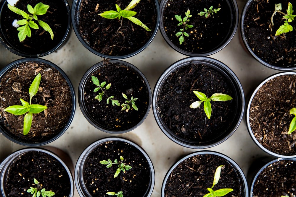 7 Vegetables To Grow In Containers Apts Las Vegas